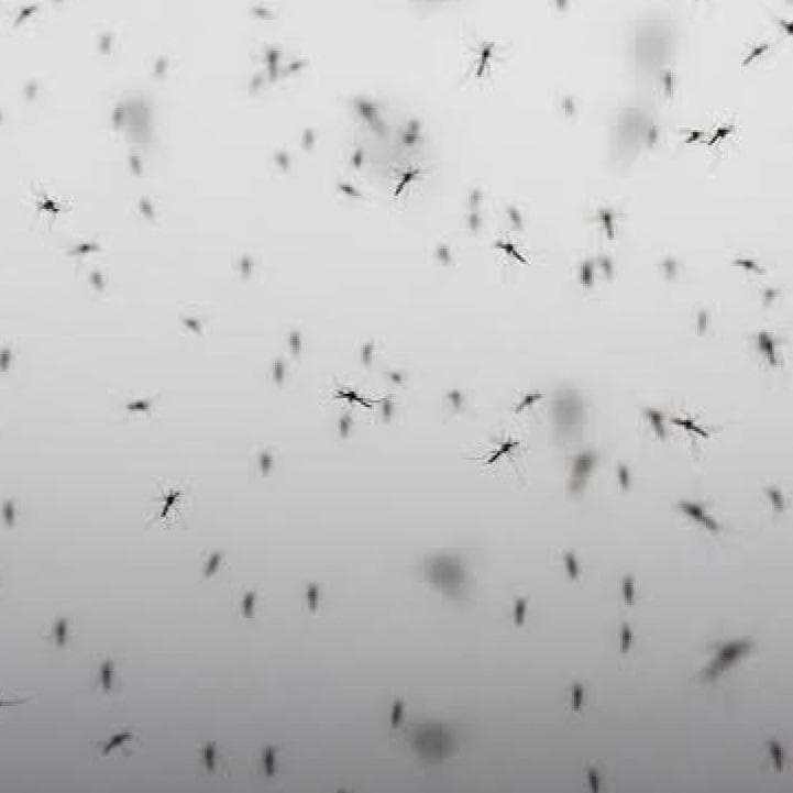 Dengue a Trento, scatta la disinfestazione a Gardolo 