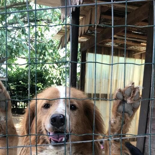 Spesa per cani e gatti, torna l’iniziativa solidale di Coop Alleanza 3.0