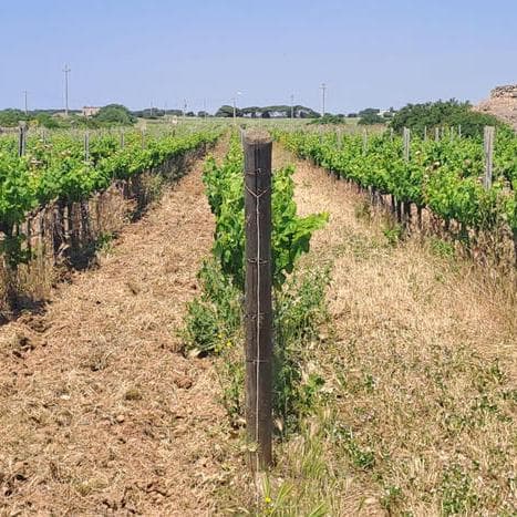 Cantine sempre più gettonate: il 40% delle aziende aumenta la vendita diretta