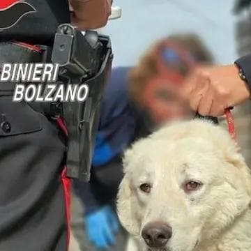 Gatti denutriti, cani malati tra ratti e sporcizia: i carabinieri salvano 46 animali 