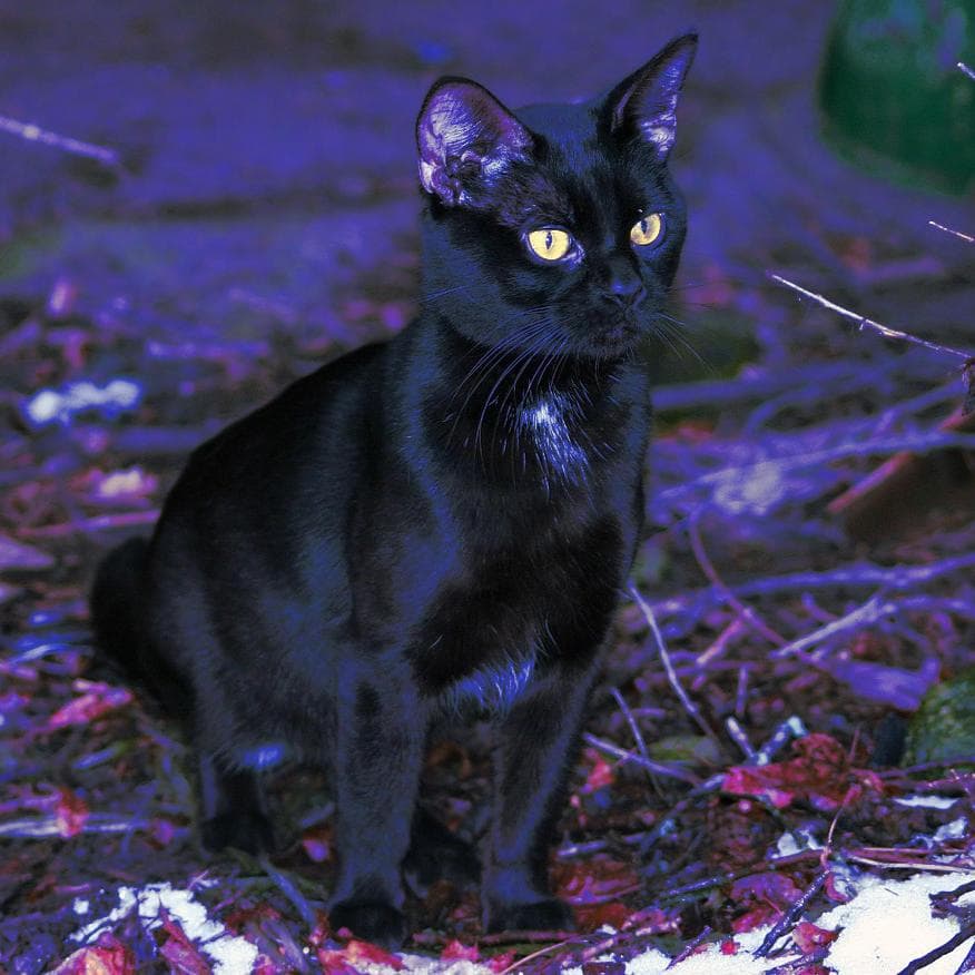 Badia, allarme per un orso su un albero ma era un gatto nero