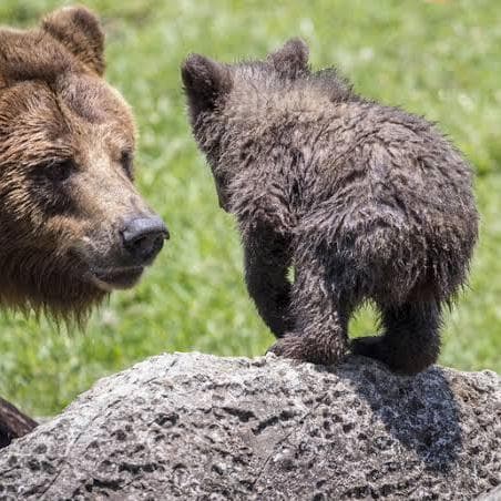 Appiano, incontro ravvicinato con un orso: padre e figlio messi in salvo dal Soccorso alpino
