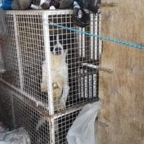Sequestrati circa 30 cani detenuti in un allevamento a Fiavè