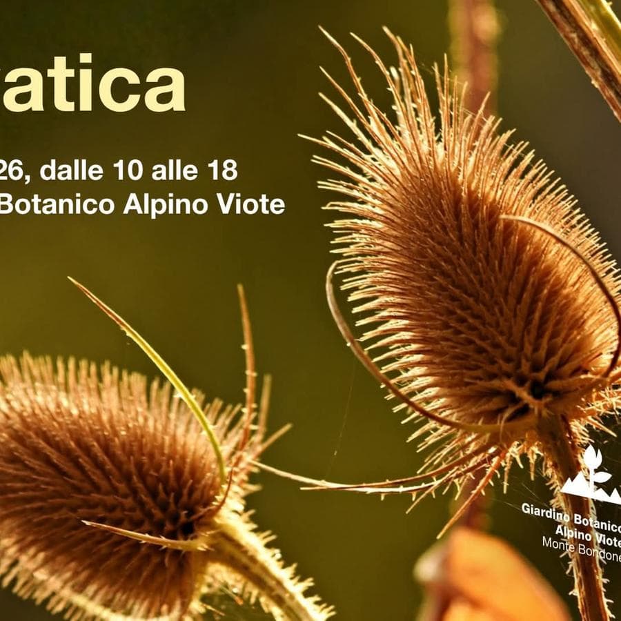Selvatica, il fascino della natura protagonista al Giardino Botanico Alpino Viote: via alla 4° edizione 