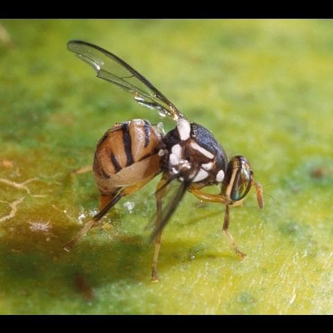 Trovata per la prima volta in Veneto la mosca orientale della frutta