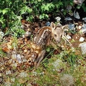 Nomi, capriolo tratto in salvo: era caduto vicino alla strada   