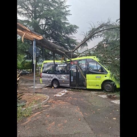 Temporali, paura in Alto Adige: l'albero cade sul bus di linea