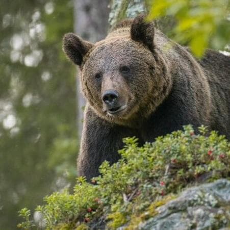 Nuovo incontro con un’orsa e i suoi cuccioli: “falso attacco” sul sentiero