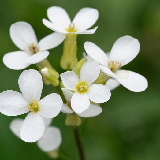Ricostruito il percorso delle cellule staminali delle piante: il moto verso fiori e steli