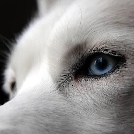 Husky sequestrati a Lavarone, la Procura riconosce il maltrattamento animale