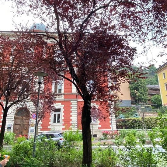 Sette alberi “malati” e instabili da abbattere e sostituire 