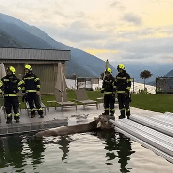 Mucca finisce nella piscina di un hotel in val Venosta