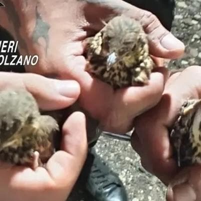 Tre giovani denunciati a Ora: avevano tre uccelli selvatici nascosti in uno zaino