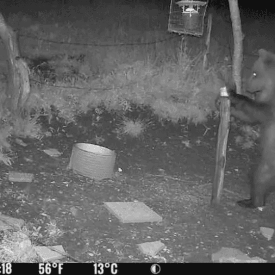 Continua il monitoraggio dell'orso "trentino" fra altopiano di Asiago e Valbrenta