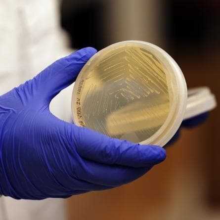 Influenza, funziona un vaccino universale sperimentato sui topi