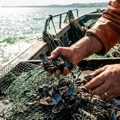 Surriscaldamento: strage di cozze in Alto Adriatico