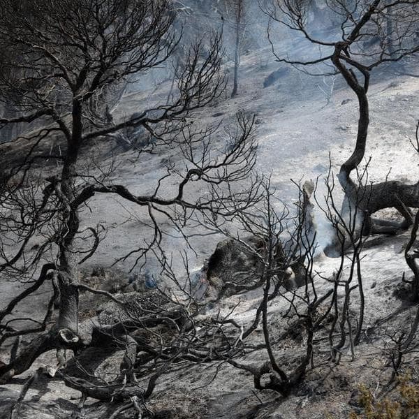 Algeria, quasi 200 incendi boschivi: almeno 69 i morti