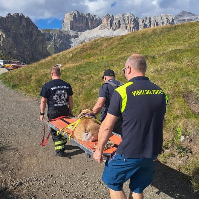 Viel dal Pan, cane stremato sul sentiero: salvato dai vigili del fuoco di Canazei