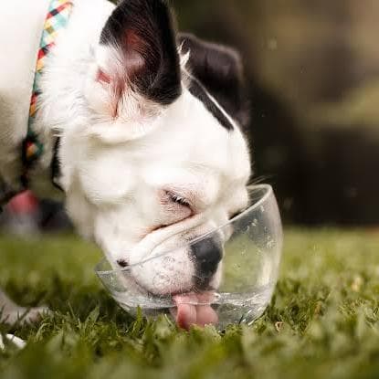 Caldo record, come proteggere gli animali dai rischi dell'estate