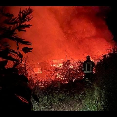 Gatti come inneschi per gli incendi: dagli animalisti una taglia sui piromani