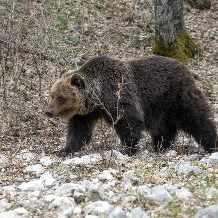  Trento, altri 35 gusci anti-orso: salgono a 65 le protezioni per i cassonetti
