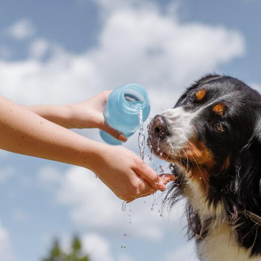 Vacanze con il cane, i consigli della veterinaria: la montagna (spesso) meglio che il mare 